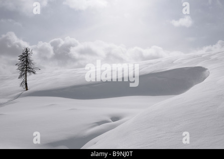 Solo morendo pino in una fredda coperta di neve vento spazzata di salita al cratere colline Yellowstone National Park in inverno Foto Stock