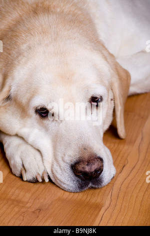 Close-up labrador cane sdraiato sul pavimento di legno a testa in giù sulle zampe Foto Stock