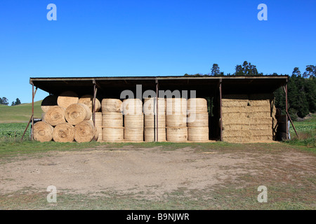 Round le balle di paglia impilati nel fienile complementari per alimentazione animale, Canterbury,Isola del Sud,Nuova Zelanda Foto Stock