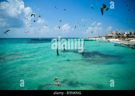 Yucatan Messico 2009 Puerto Morelos uccelli di mare oltre i fondali bassi Foto Stock