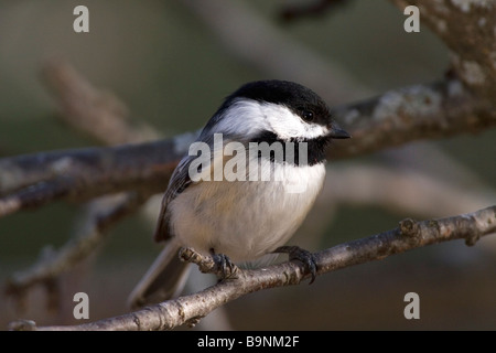 Un Nero Capped Luisa appollaiato su un ramo di albero. Foto Stock