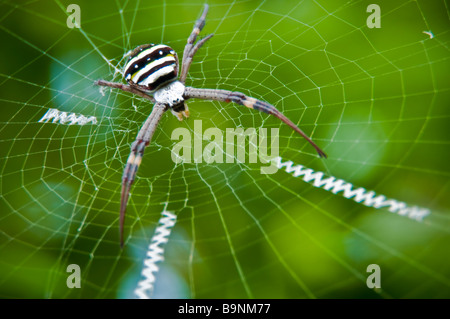 Un non-tossico St Andrews Cross ragno sul suo web in un giardino in estate del Nuovo Galles del Sud, Australia Foto Stock