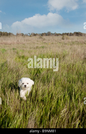 Matlese cane in esecuzione di un campo di erba alta su una calda giornata di primavera Foto Stock