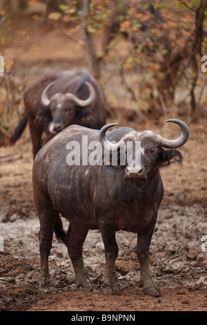 Buffalo a waterhole, Kruger National Park, Sud Africa Foto Stock