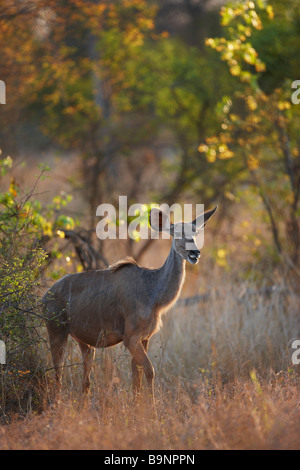 Una pecora di Nyala nel Parco Nazionale di Kruger, Sud Africa Foto Stock