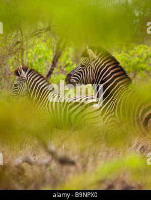 Un paio di zebra nel bush, il Parco Nazionale Kruger, Sud Africa Foto Stock