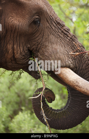 Un dettaglio di un elefante la testa e zanne alimentazione nella boccola, Kruger National Park, Sud Africa Foto Stock