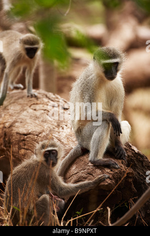 Tre Scimmie vervet su un tronco di albero nella boccola, Kruger National Park, Sud Africa Foto Stock