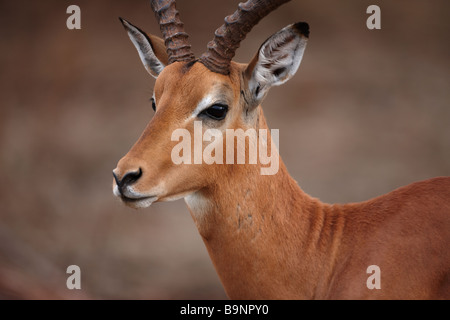 Ritratto di impala bull nella boccola, Kruger National Park, Sud Africa Foto Stock