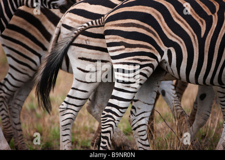 Scamone dettaglio della famiglia di Burchell's zebre nella boccola, Kruger National Park, Sud Africa Foto Stock
