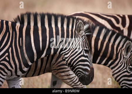 Famiglia di Burchellls zebra nel bush, il Parco Nazionale Kruger, Sud Africa Foto Stock