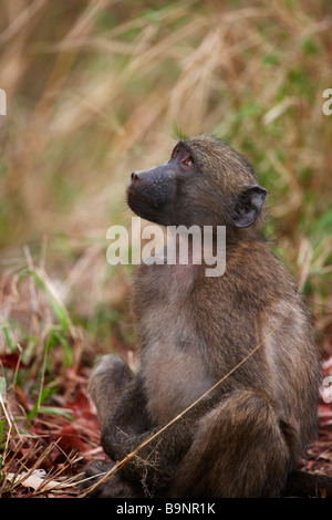 Chacma baboon nella boccola, Kruger National Park, Sud Africa Foto Stock