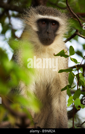 Vervet monkey nella boccola, Kruger National Park, Sud Africa Foto Stock