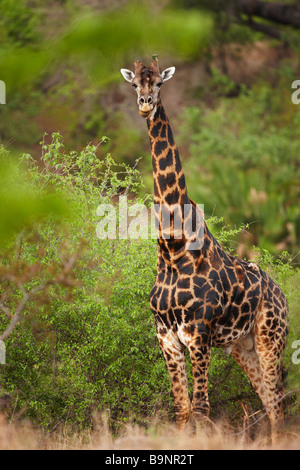 La giraffa nella boccola, Kruger National Park, Sud Africa Foto Stock