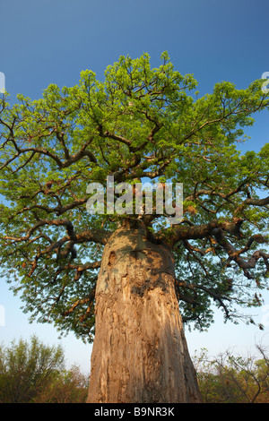 Struttura boabab, Kruger National Park, Sud Africa Foto Stock