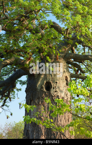 Struttura boabab, Kruger National Park, Sud Africa Foto Stock