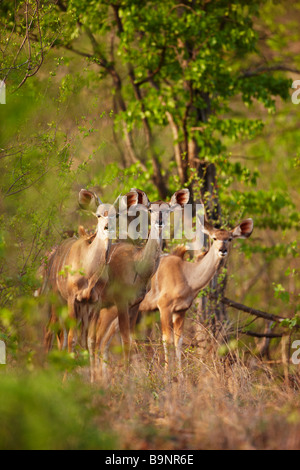 Tre kudu pecore nella boccola, Kruger National Park, Sud Africa Foto Stock