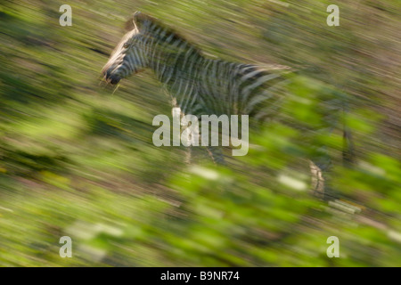 Burchells solitario zebra sull'spostare, Kruger National Park, Sud Africa Foto Stock