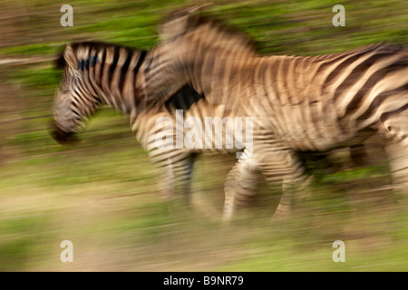 Due Burchells zebra sull'spostare nella boccola, Kruger National Park, Sud Africa Foto Stock