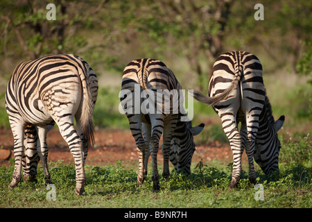 Vista posteriore di tre Burchells zebra alimentazione nella boccola, Kruger National Park, Sud Africa Foto Stock