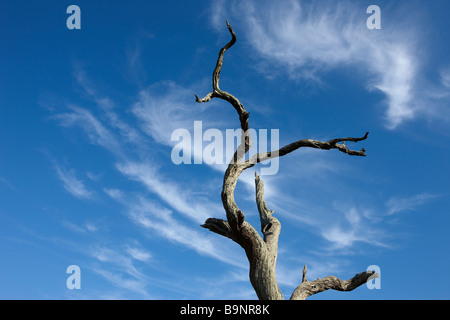 Pietrificati albero morto contro il drammatico cielo sfumato, Kruger National Park, Sud Africa Foto Stock