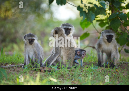Famiglia di scimmie vervet con i giovani nella boccola, Kruger National Park, Sud Africa Foto Stock