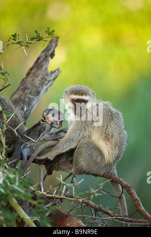 Vervet monkey con il bambino nel bush, il Parco Nazionale Kruger, Sud Africa Foto Stock