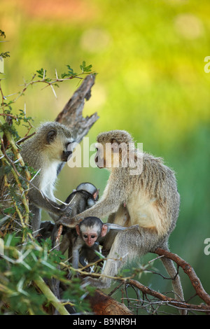 Due femmina adulti scimmie Vervet con neonati nel bush, il Parco Nazionale Kruger, Sud Africa Foto Stock