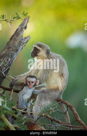 Donna Adulto Vervet monkey con il bambino nel bush, il Parco Nazionale Kruger, Sud Africa Foto Stock