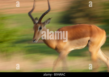 Impala in movimento nella boccola, Kruger National Park, Sud Africa Foto Stock