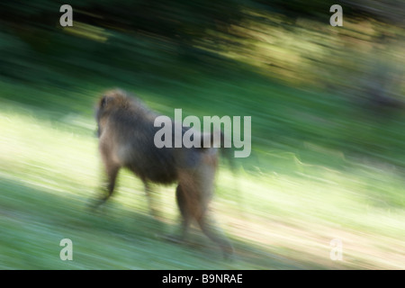 Voce maschile Chacma baboon in movimento, il Parco Nazionale Kruger, Sud Africa Foto Stock