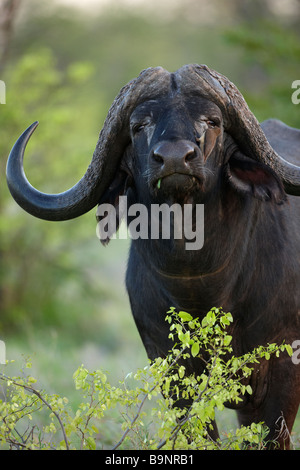 African buffalo con red fatturati oxpecker appollaiato sul suo naso nella boccola, Kruger National Park, Sud Africa Foto Stock