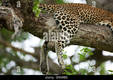 Leopard in appoggio in una struttura ad albero, Kruger National Park, Sud Africa Foto Stock