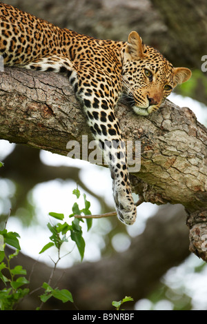 Leopard in appoggio in una struttura ad albero, Kruger National Park, Sud Africa Foto Stock