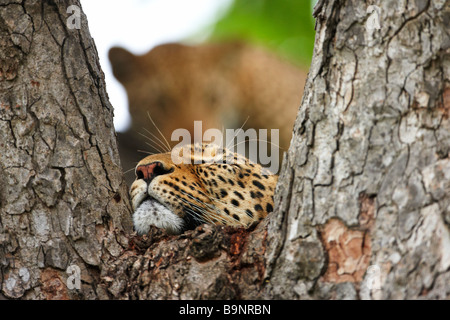 Leopardi in appoggio in una struttura ad albero, Kruger National Park, Sud Africa Foto Stock