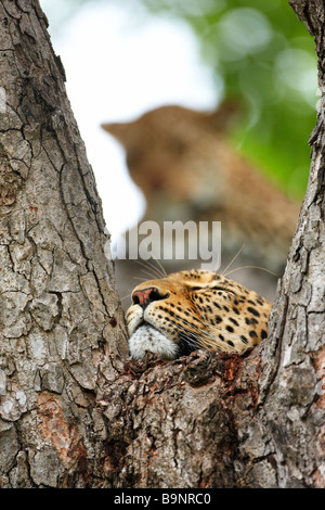 Leopardi in appoggio in una struttura ad albero, Kruger National Park, Sud Africa Foto Stock