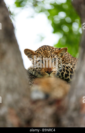 Leopardi in appoggio in una struttura ad albero, Kruger National Park, Sud Africa Foto Stock