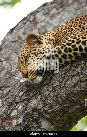 Leopard dormire in una struttura ad albero, Kruger National Park, Sud Africa Foto Stock