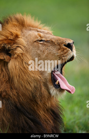 Ritratto di un leone che sbadiglia nella boccola, Kruger National Park, Sud Africa Foto Stock