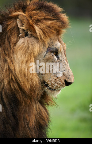 Ritratto di Leone nella boccola, Kruger National Park, Sud Africa Foto Stock