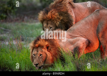 Due leoni di bere da un waterhole nella boccola, Kruger National Park, Sud Africa Foto Stock