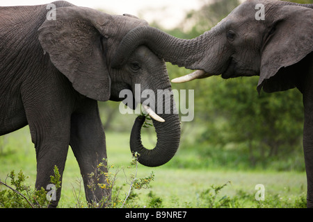 Due elefanti africani incollaggio nella boccola, Kruger National Park, Sud Africa Foto Stock