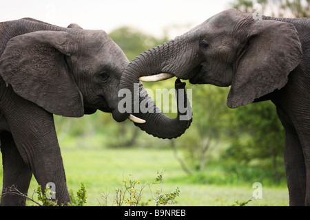 Due elefanti africani incollaggio nella boccola, Kruger National Park, Sud Africa Foto Stock