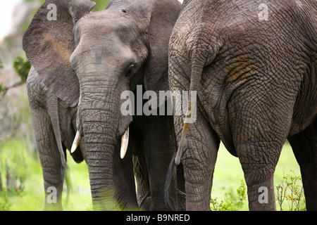 Frontale e vista posteriore di elefanti africani nella boccola, Kruger National Park, Sud Africa Foto Stock