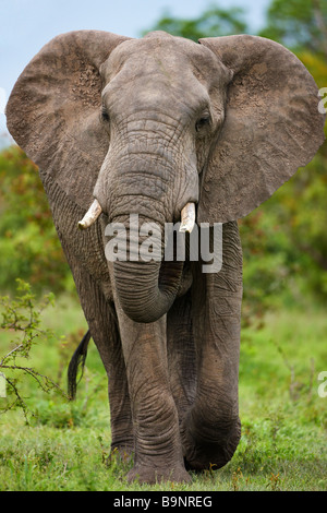 Elefante africano di simulazione di ricarica nella boccola, Kruger National Park, Sud Africa Foto Stock