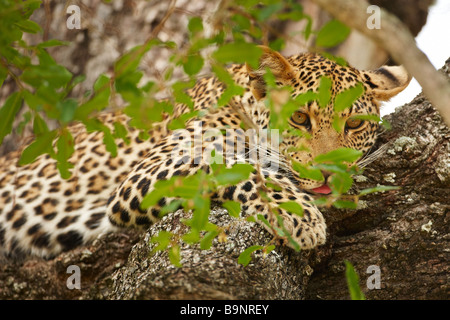 Leopard in appoggio in una struttura ad albero, Kruger National Park, Sud Africa Foto Stock