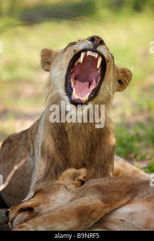 Sbadigliare leonessa nella boccola con gatto pelo, Kruger National Park, Sud Africa Foto Stock