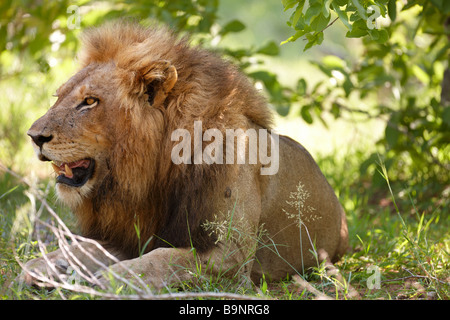 Un maschio di leone in appoggio nel bush, il Parco Nazionale Kruger, Sud Africa Foto Stock