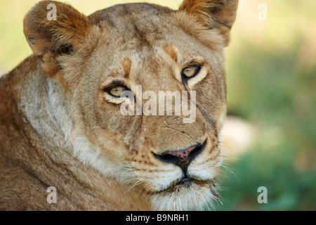 Ritratto di leonessa nella boccola, Kruger National Park, Sud Africa Foto Stock