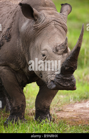 Ritratto di un rinoceronte bianco nella boccola, Kruger National Park, Sud Africa Foto Stock